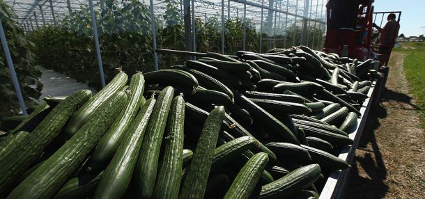 Cucumber Recall: SunFed Pulls Produce Over Salmonella Concerns