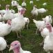 Turkeys