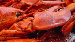 Red lobsters